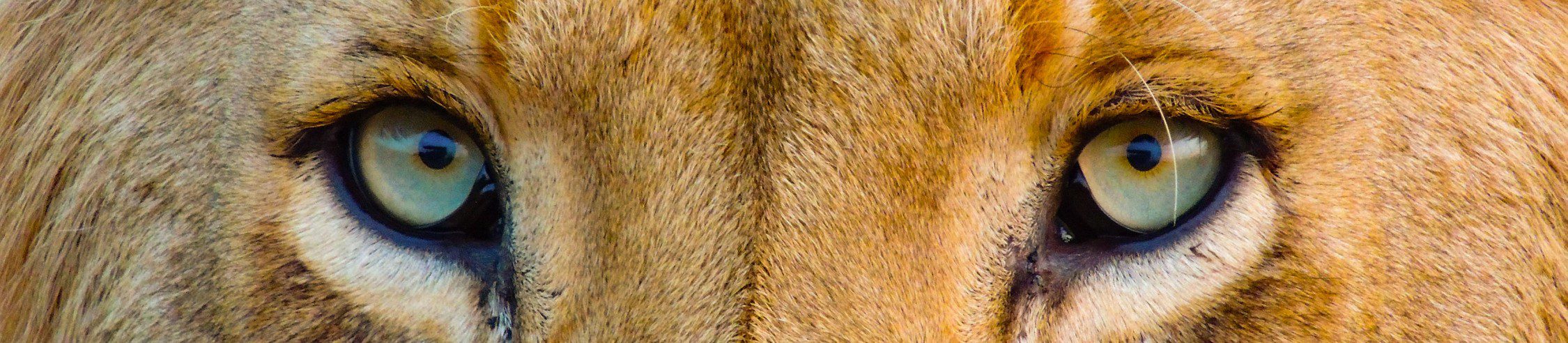 Close-up of a lion's intense golden eyes